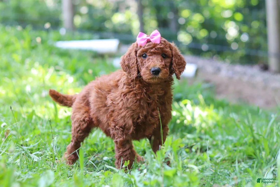 Standard Poodle dogs for sale: Nicole AKC - Ad 2