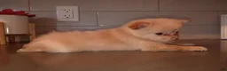 Pomchi dogs for sale: Pomchi 1 - Ad 12