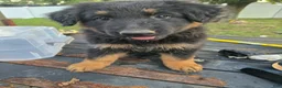 German Shepherd dogs for sale: Willow - Ad 3