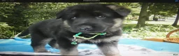 German Shepherd dogs for sale: German Shepherd 1 Buster - Ad 3