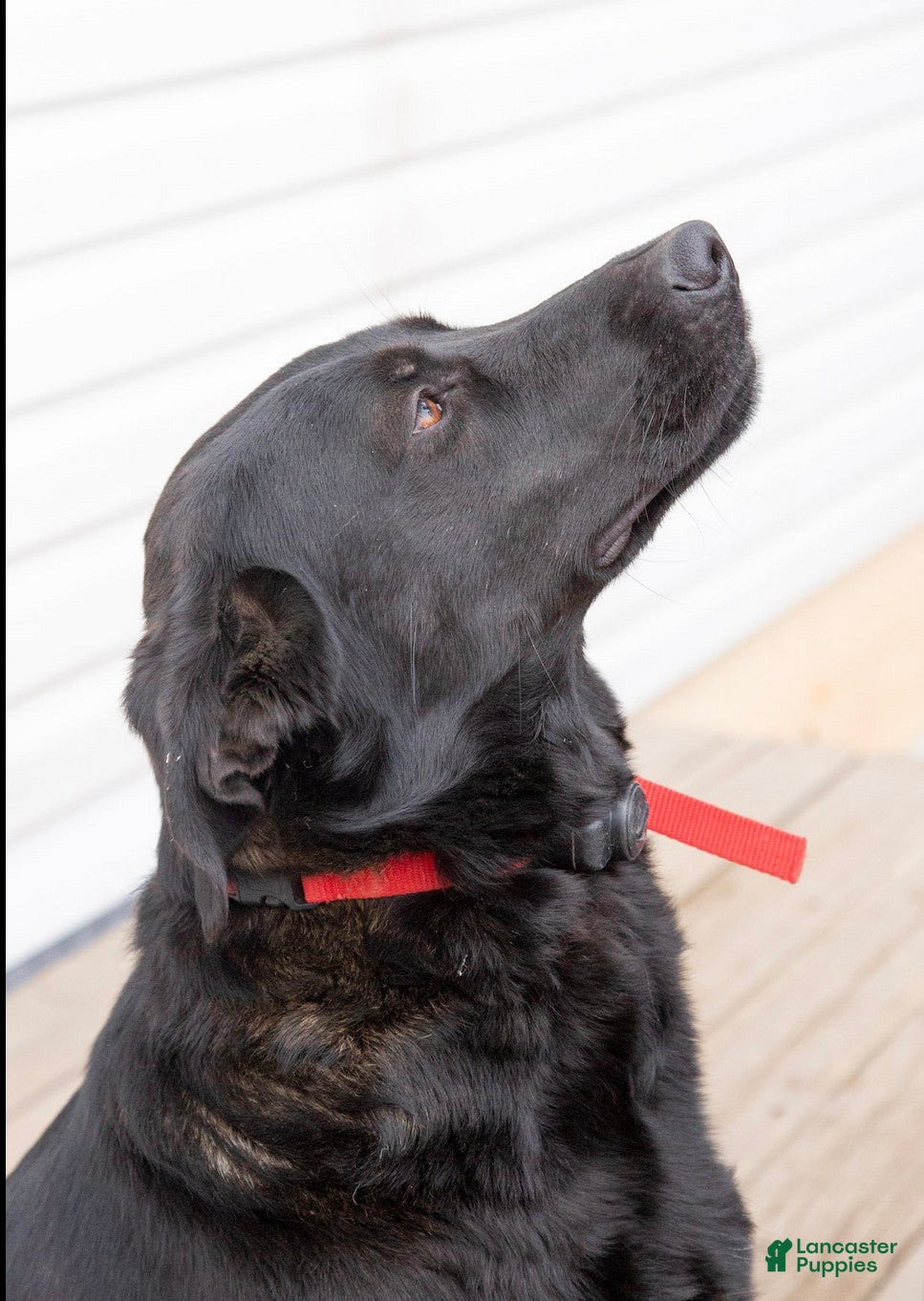 Mixed Breed dogs Juno - Ad 2