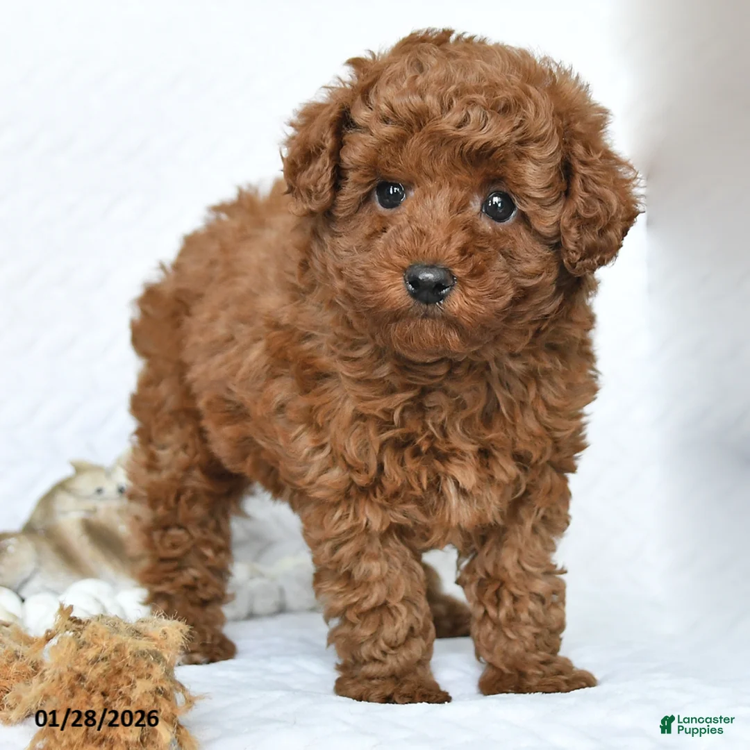 Miniature Poodle dogs for sale: Kai  - Ad 4