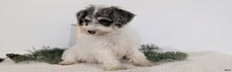 Mixed Breed dogs for sale: Niko - Ad 4