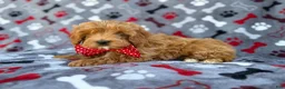 Cavapoo dogs for sale: Alex - Ad 8