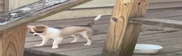 Chihuahua dogs for sale: Dolly - Ad 5