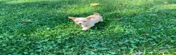 Chihuahua dogs for sale: Rudy - Ad 5