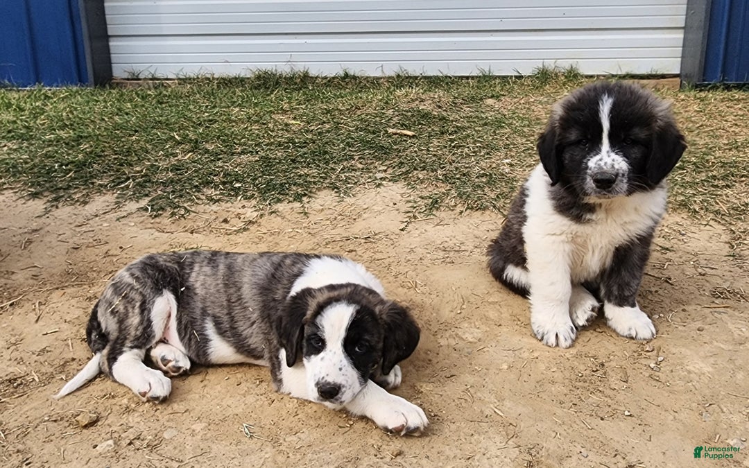 Anatolian Shepherd dogs for sale: Zena 2025 M2 ASD puppy - Ad 3