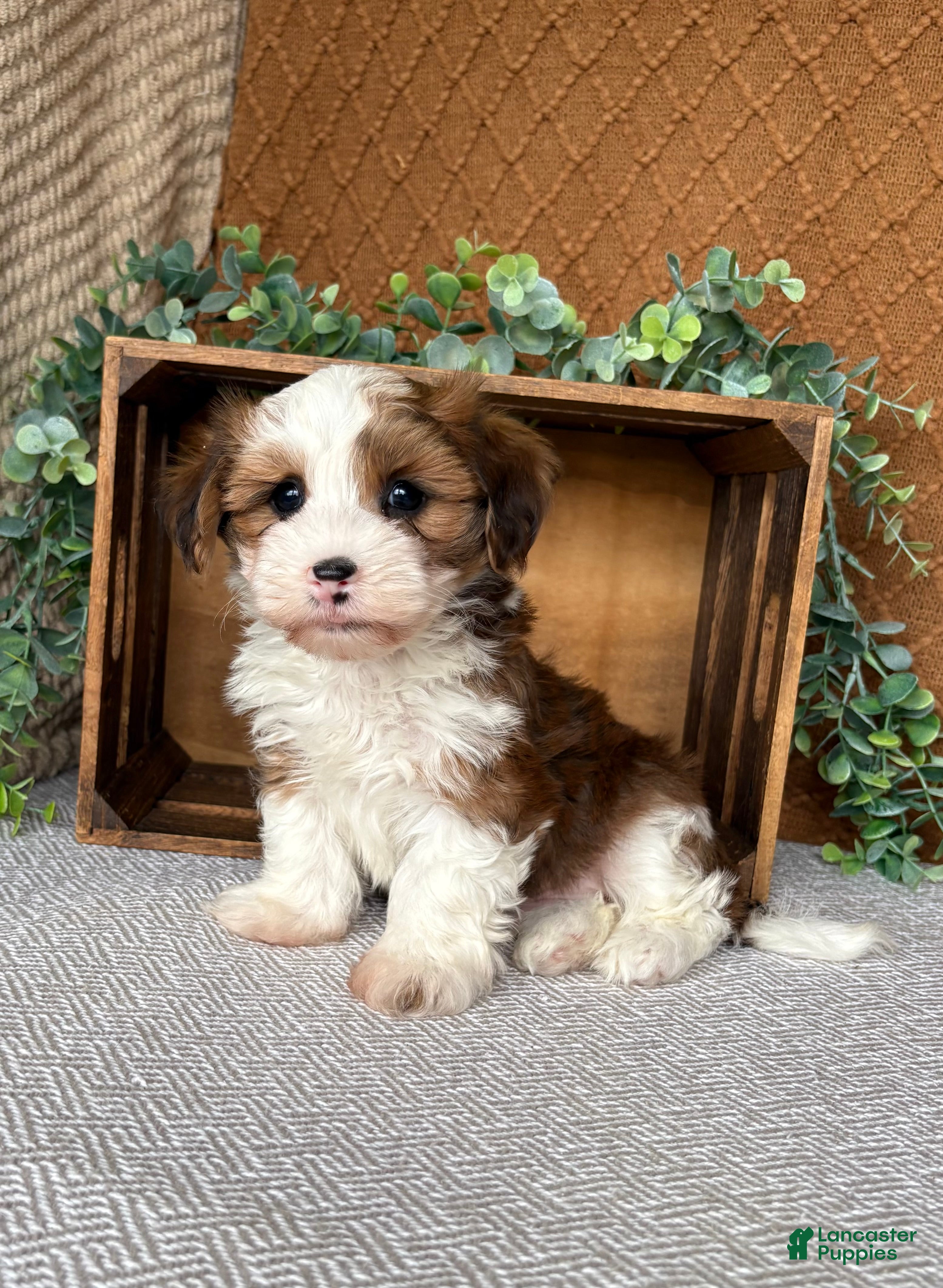 Havanese dogs Dawson  - Ad 2
