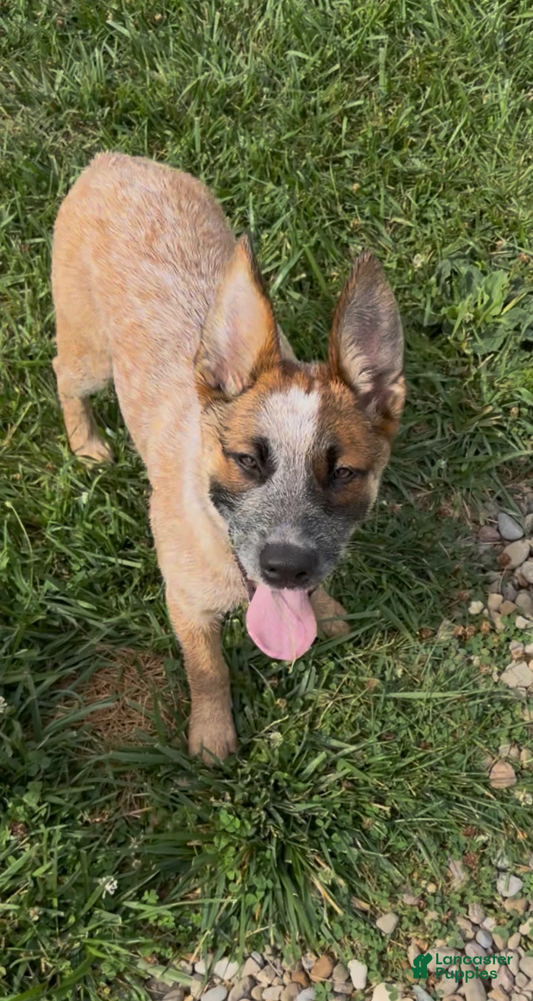 Australian Cattle Dog dogs for sale: Georgie Girl - Ad 2