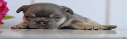 French Bulldog dogs for sale: Darren - Ad 3