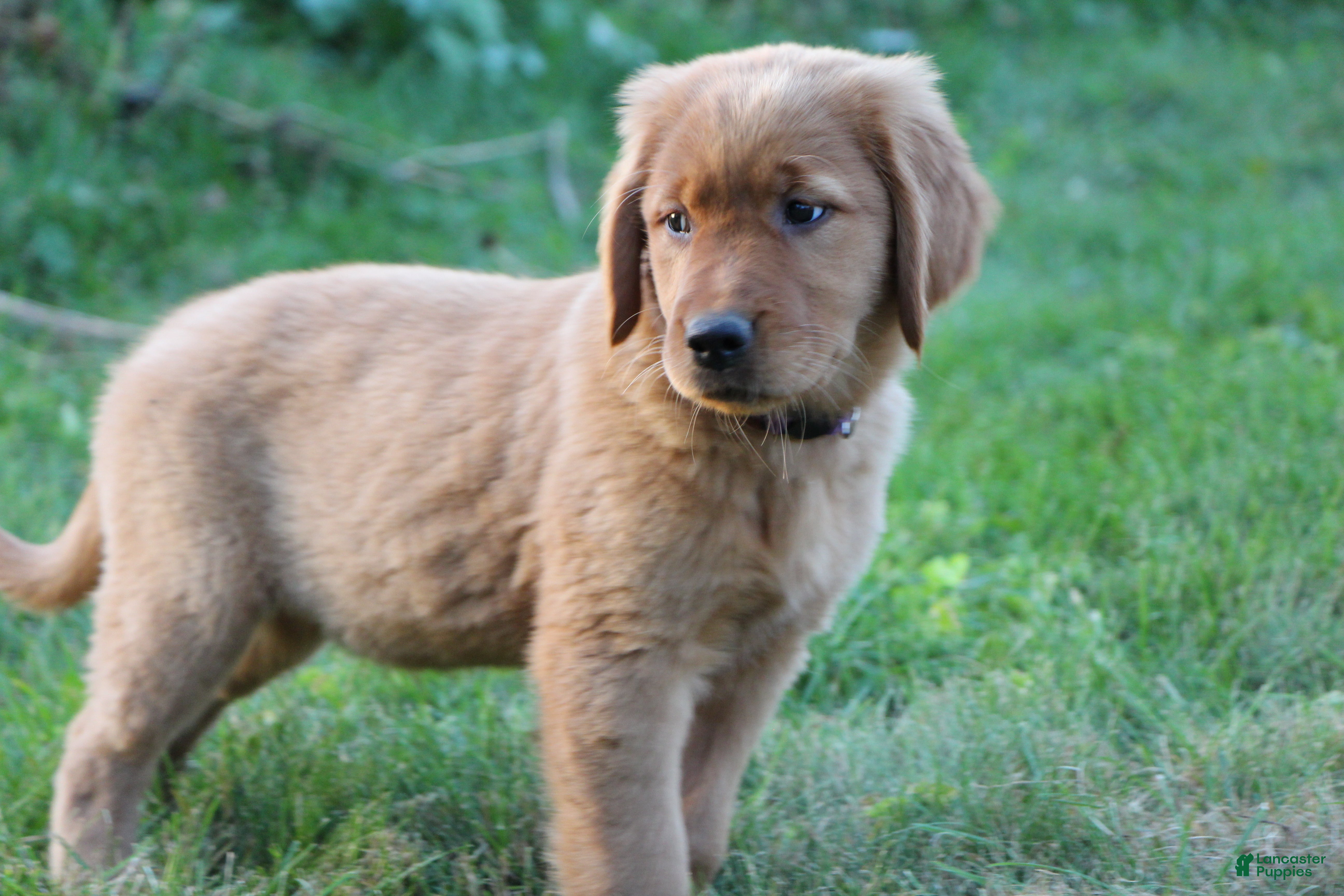 Golden Retriever dogs for sale: Gypsy - Ad 2