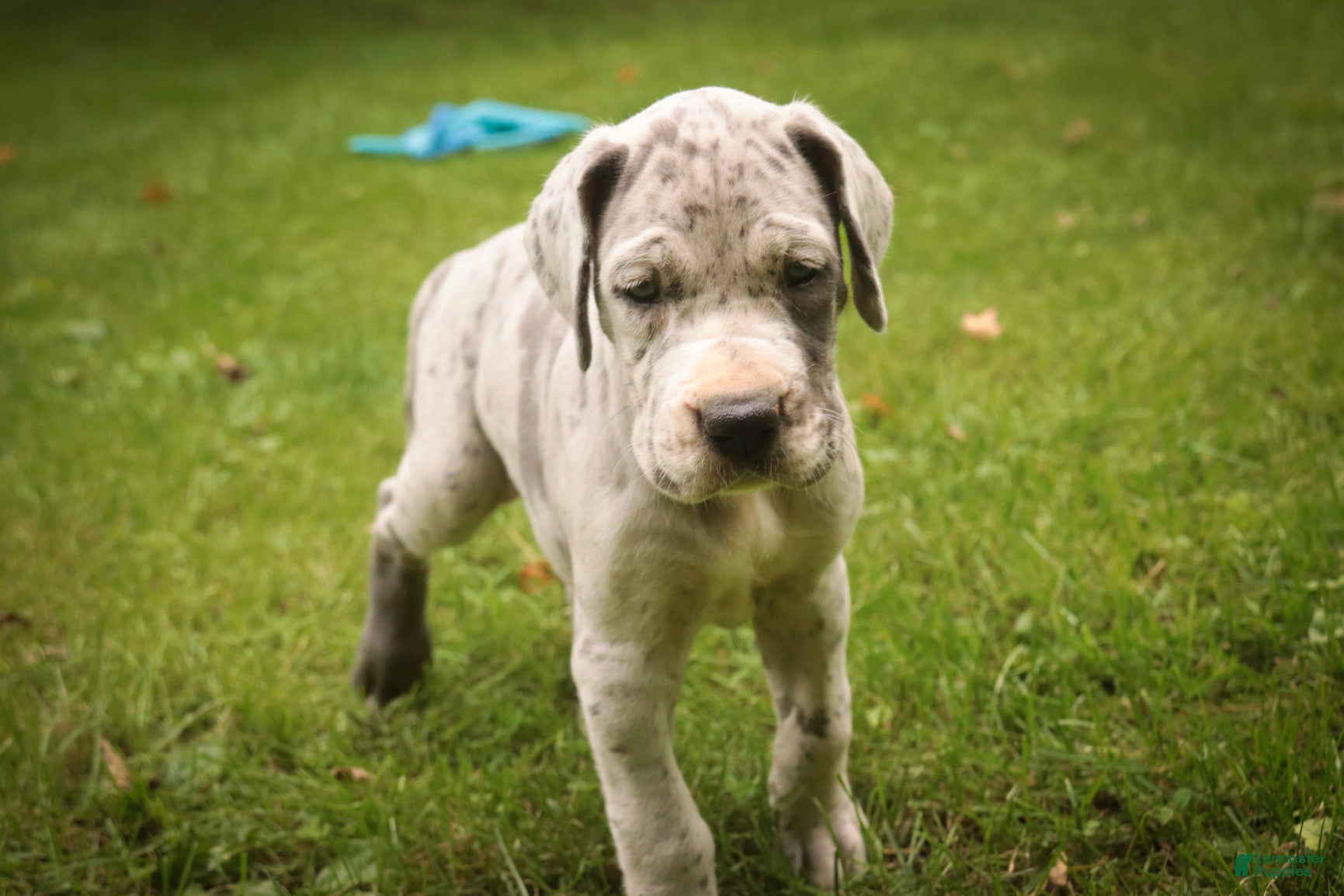 Great Dane dogs Beulah Great Dane  - Ad 2