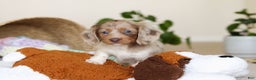Miniature Dachshund dogs for sale: Skye - Ad 11