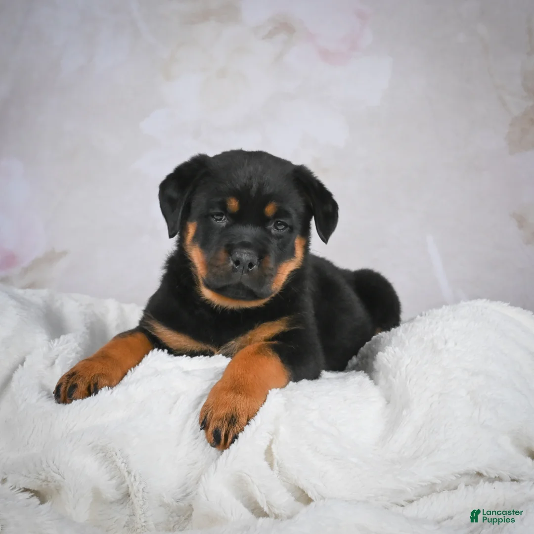 Rottweiler dogs for sale: Gracie - Ad 9