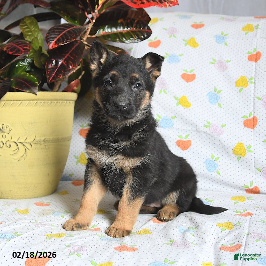 German Shepherd dogs Winter - Ad 1