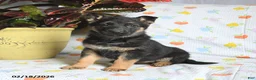 German Shepherd dogs for sale: Winter - Ad 1