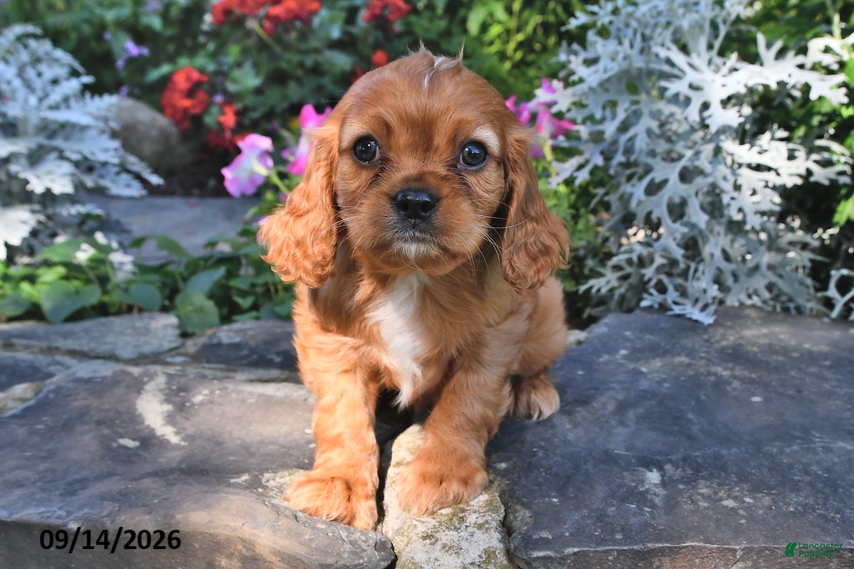 Cavalier King Charles Spaniel dogs Prince Charles  - Ad 1