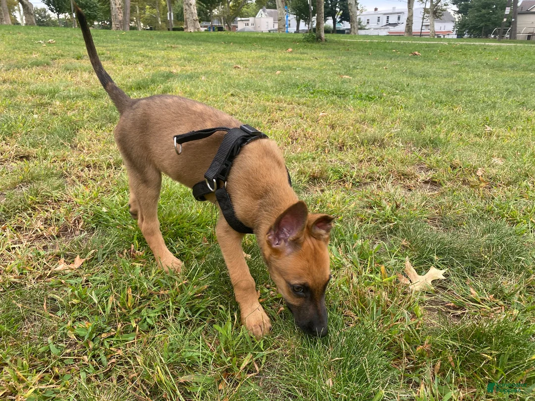 Mixed Breed dogs for sale: Mixed Breed 1 - Ad 15