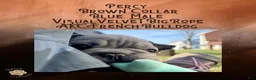 French Bulldog dogs for sale: Percy “Brown” Collar, Male - Ad 10