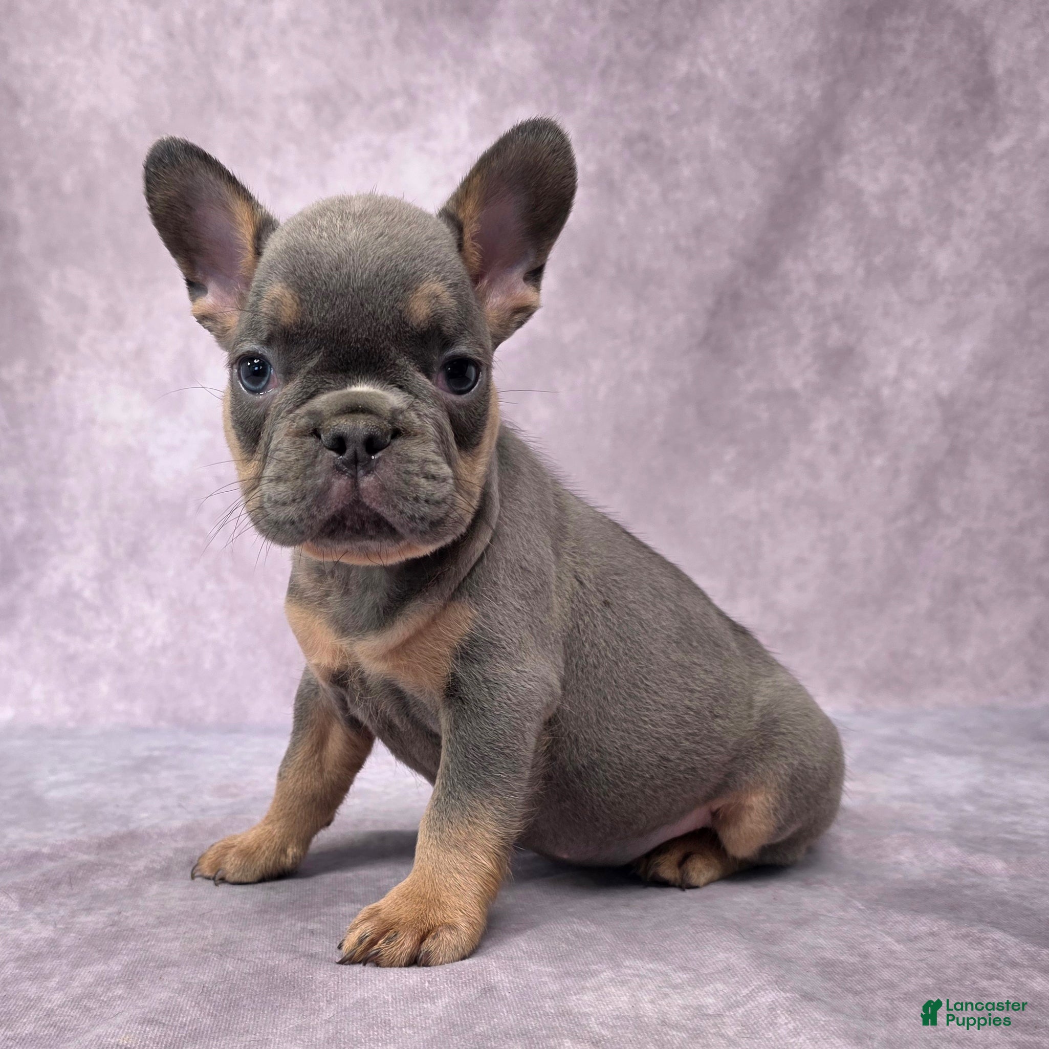 English french bulldog French Bulldog Puppies for sale Lancaster
