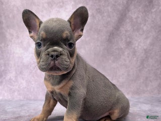 French Bulldog dogs - Ad 5