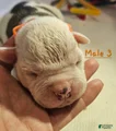 American Bulldog Puppy 3
