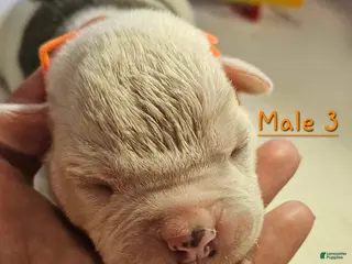 American Bulldog dogs American Bulldog Puppy 3 - Ad 13