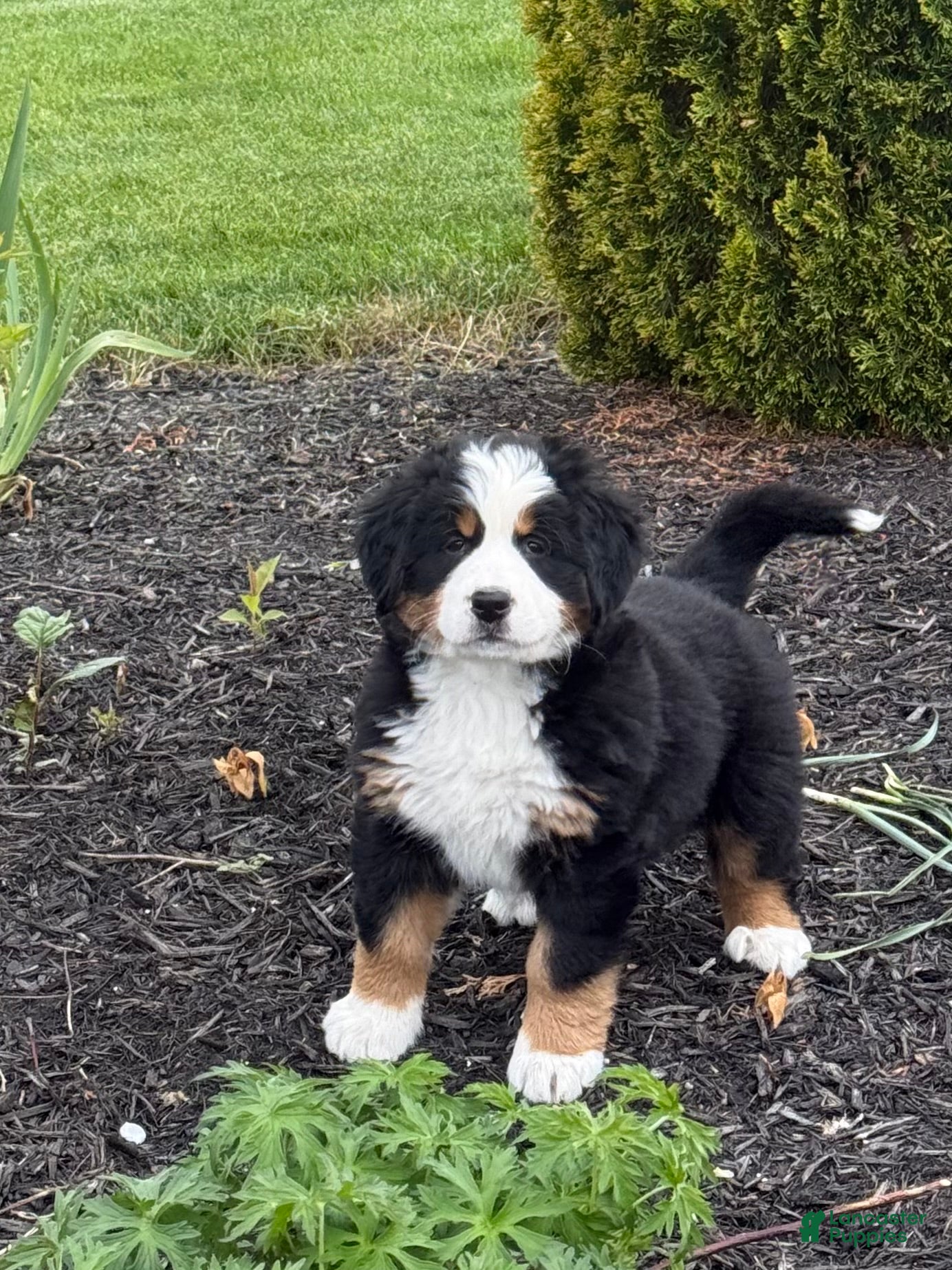 Bernese Mountain Dog dogs Tulip - Ad 1