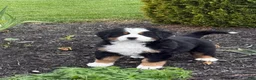 Bernese Mountain Dog dogs for sale: Tulip - Ad 1