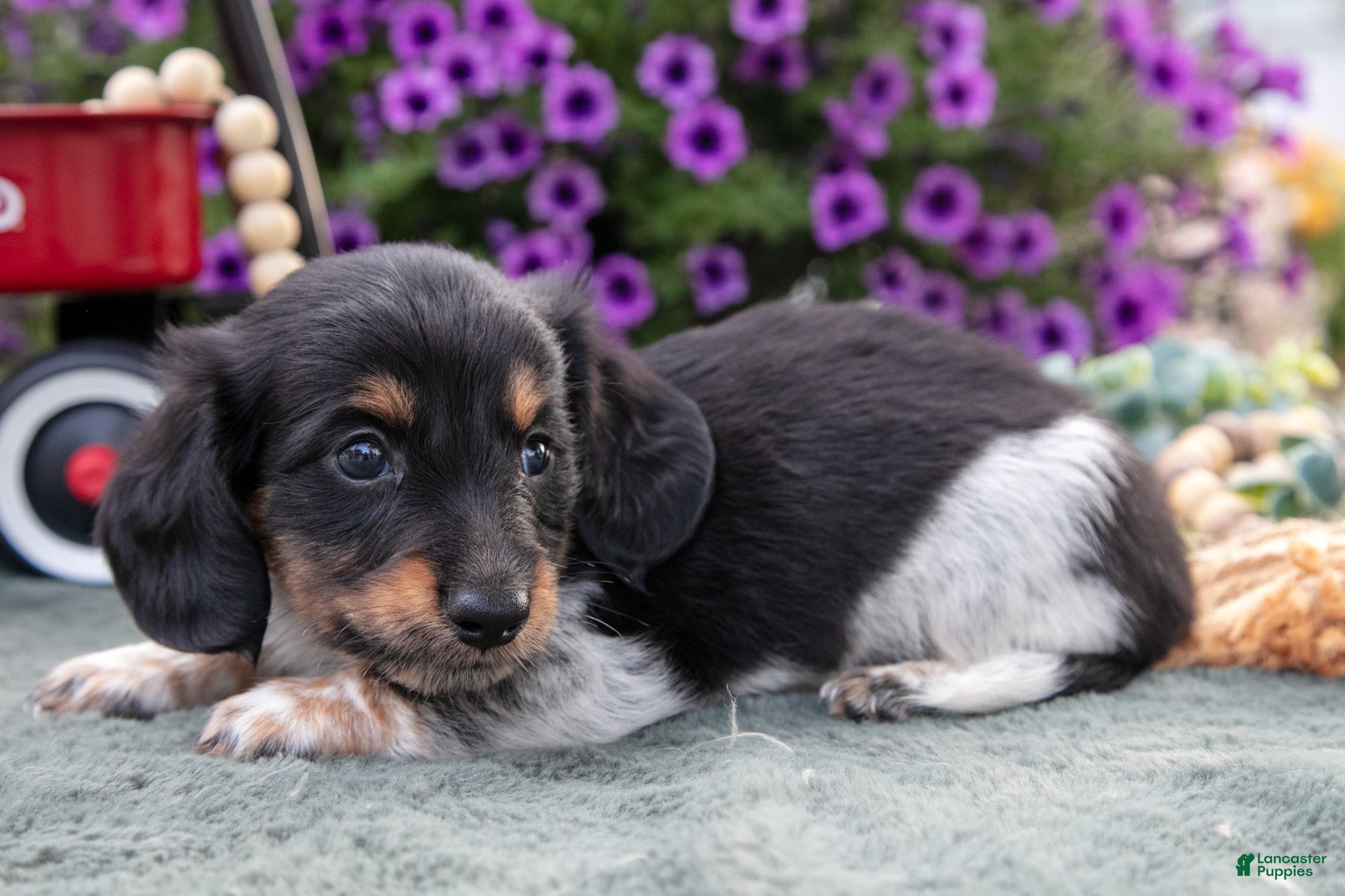 Miniature Dachshund dogs Chuck - Ad 1