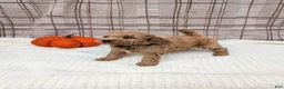 Mini Goldendoodle dogs for sale: Ray - Ad 4