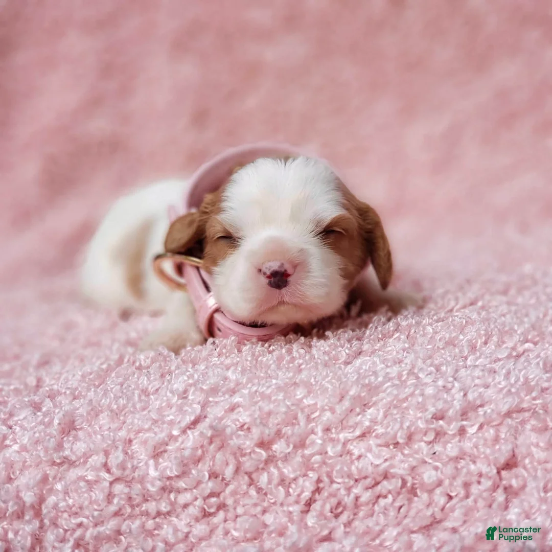 Cavalier King Charles Spaniel dogs for sale: Gracie - Ad 8