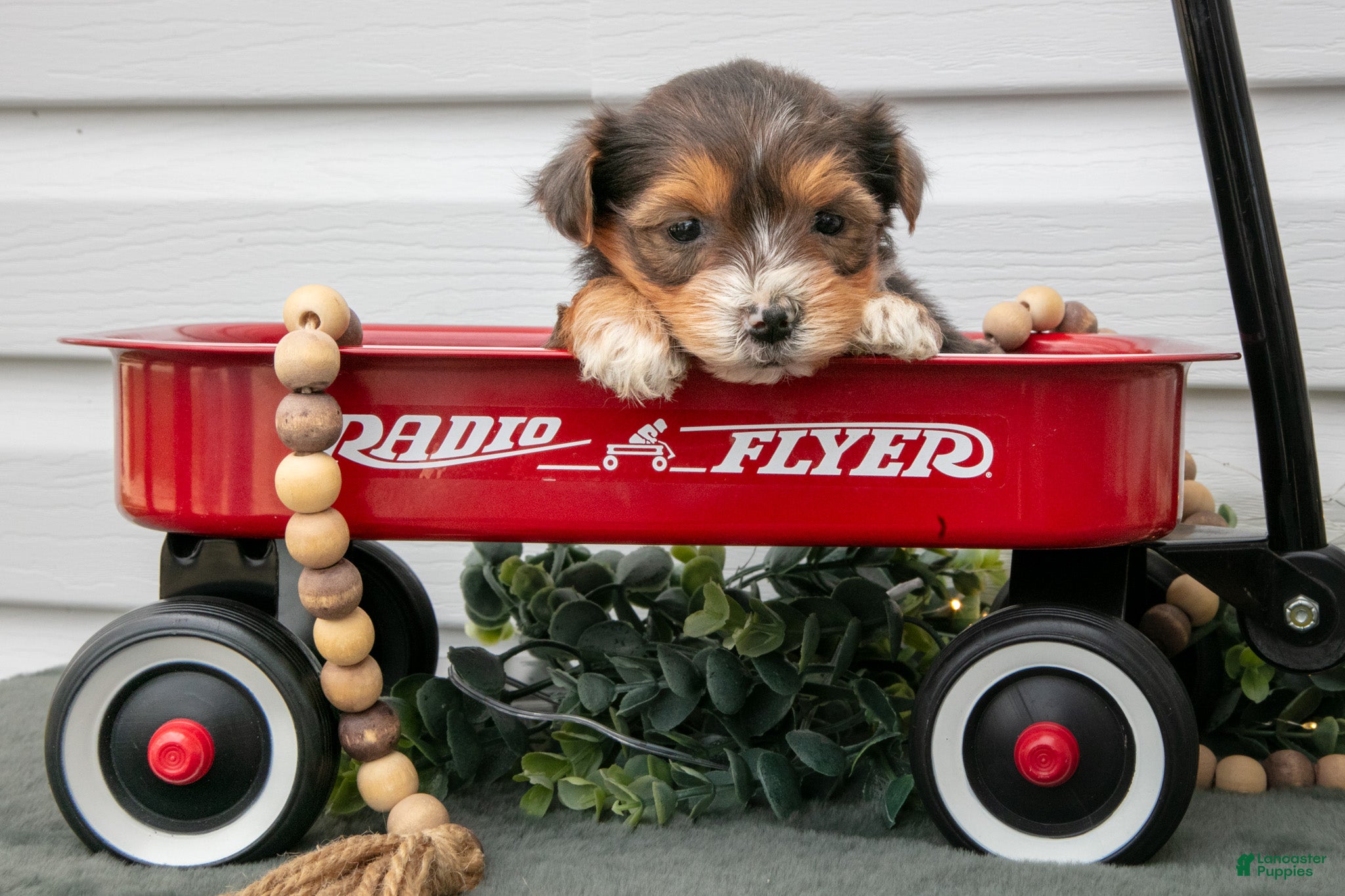 Yorkiepoo dogs Tally - Ad 36