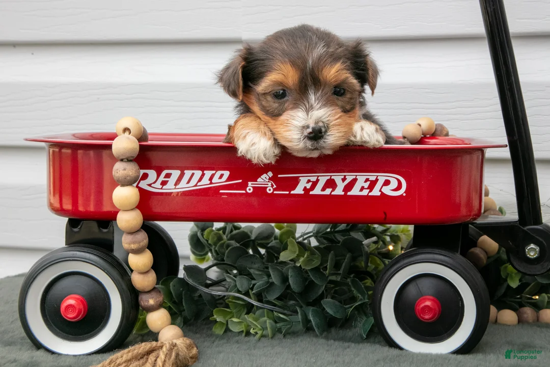 Yorkiepoo dogs for sale: Tally - Ad 1