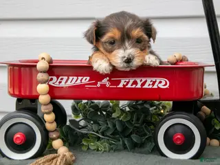 Yorkiepoo dogs Tally - Ad 36