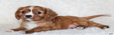 Cavalier King Charles Spaniel 2