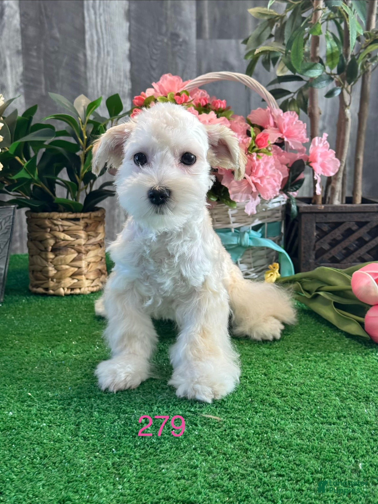 Havanese dogs Tiny Honey  - Ad 33