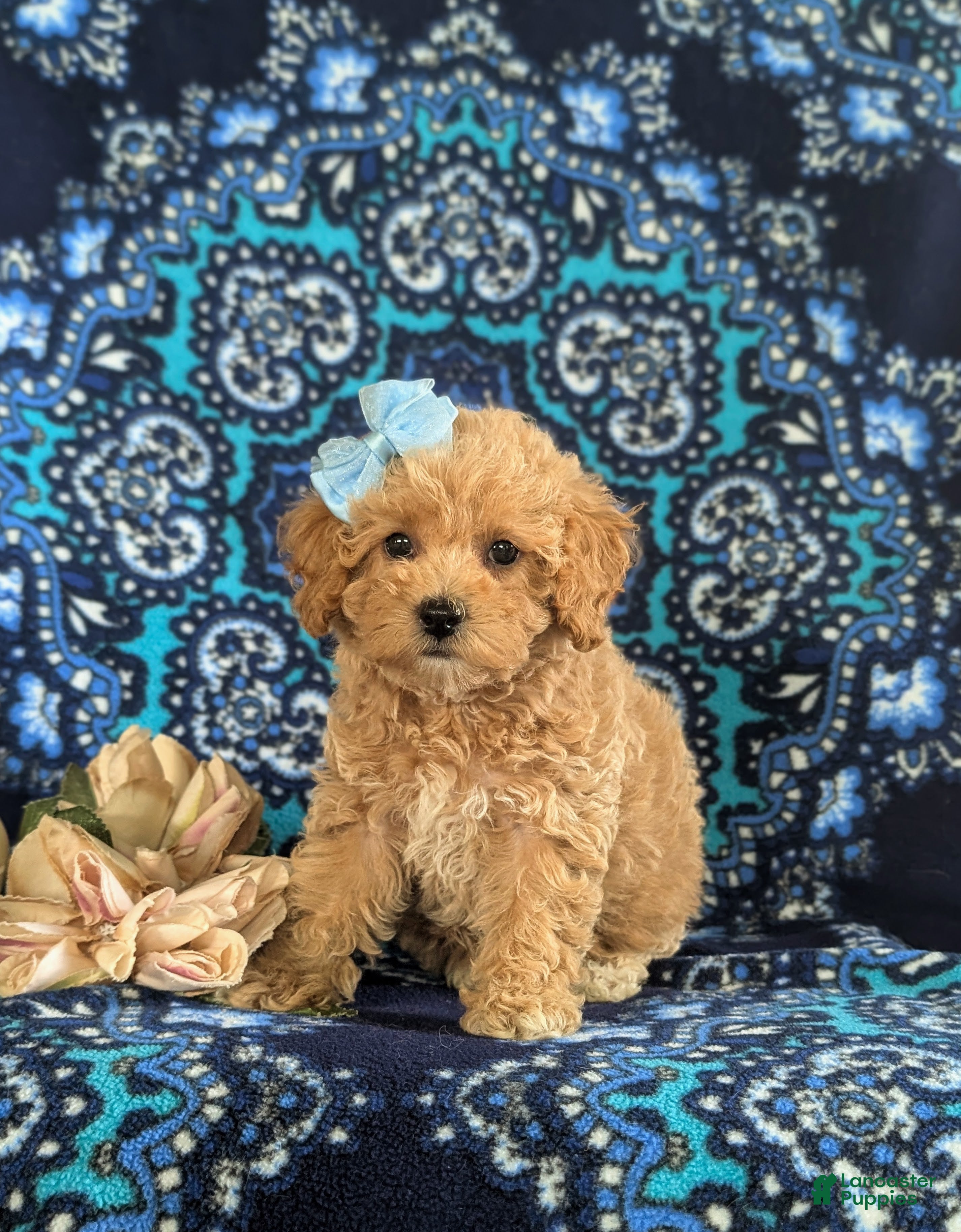 Bichpoo dogs Aubrey - Ad 1