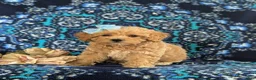 Bichpoo dogs for sale: Aubrey - Ad 1