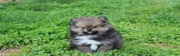 Pomeranian dogs for sale: Casper  - Ad 7