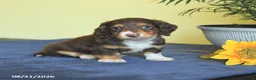 Miniature Dachshund dogs for sale: Mark  - Ad 3
