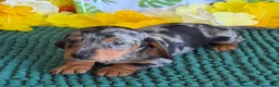 Miniature Dachshund dogs for sale: Razzle - Ad 7