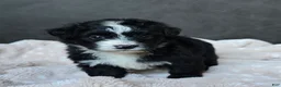 Mini Bernedoodle dogs for sale: Mini Wanda - Ad 3