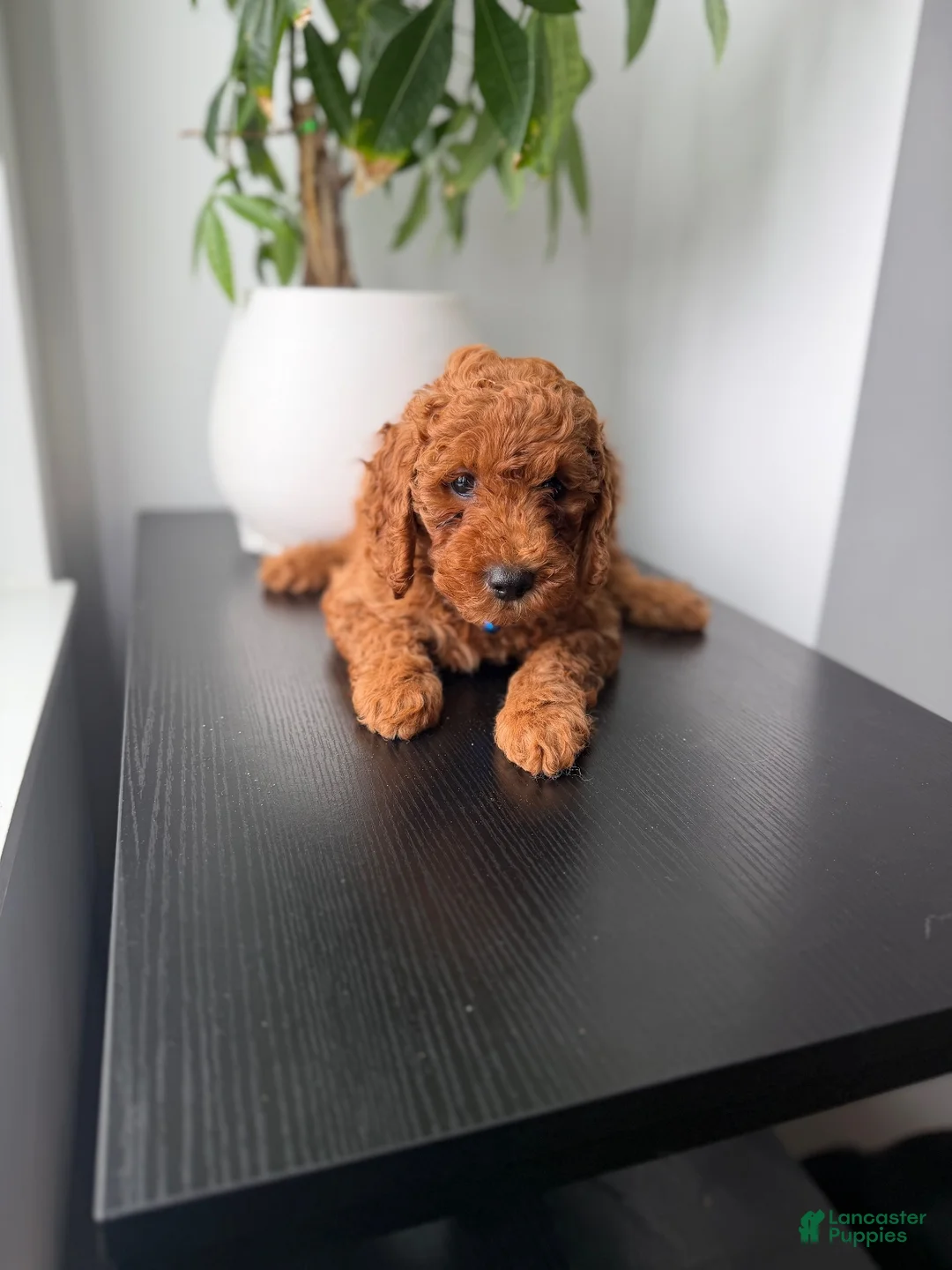 Toy Poodle dogs for sale: Teddy - Ad 3