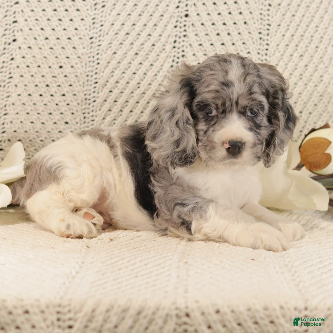 Cocker Spaniel dogs for sale: Bumble Bee - Ad 4