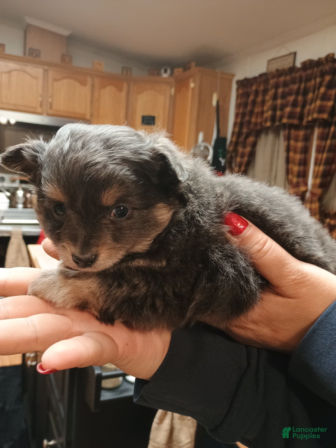 Chihuahua dogs for sale: Gizmo blue toy - Ad 7