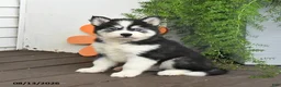 Gerberian Shepsky dogs for sale: Fritz - Ad 4