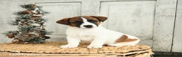 Jack Russell Terrier dogs for sale: Rudolph - Ad 3