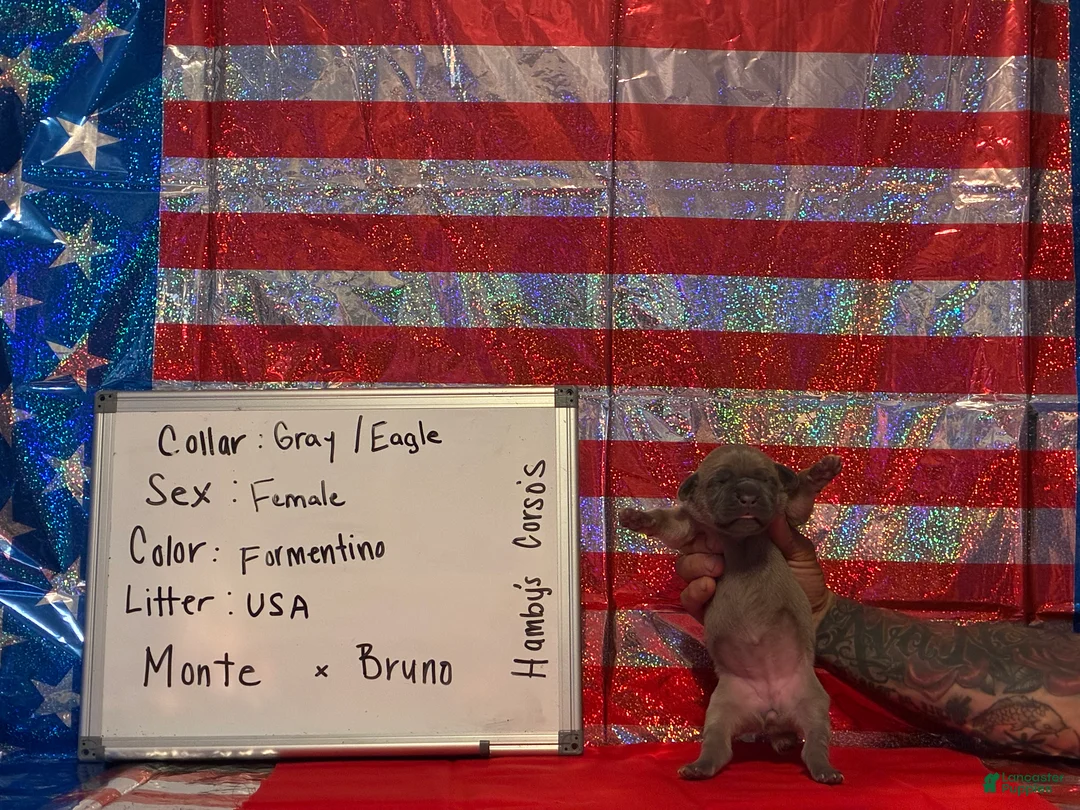 Cane Corso dogs for sale: Eagle - Ad 1