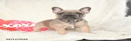 French Bulldog dogs for sale: Honey - Ad 3